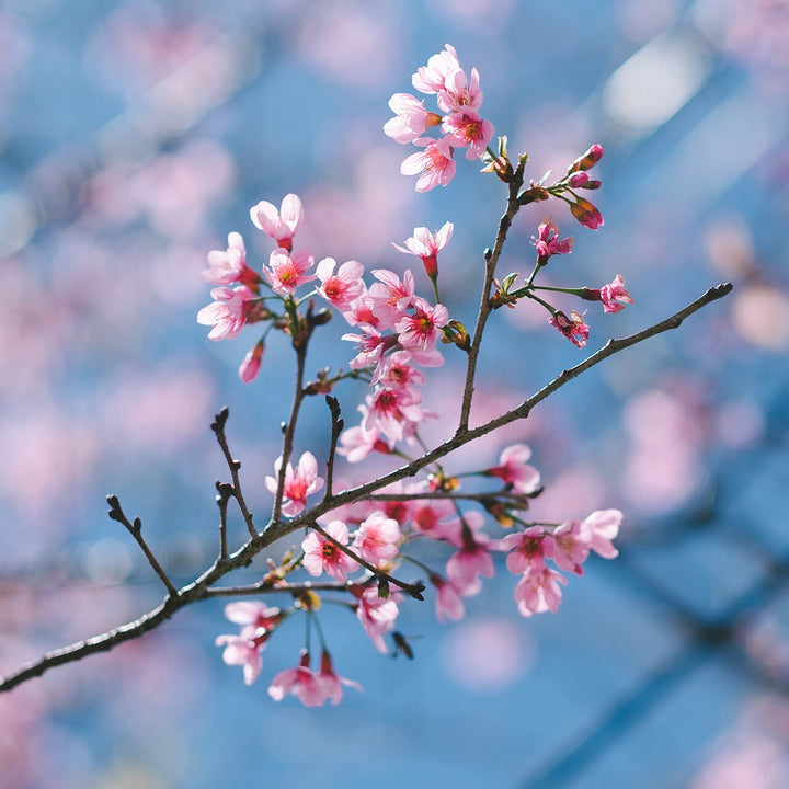 大叻枝條上的粉紅mai anh dao花朵與花苞