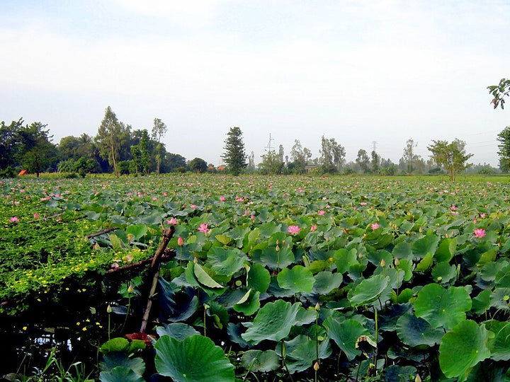 塔梅Tân Kiều一帶種植蓮花的農田