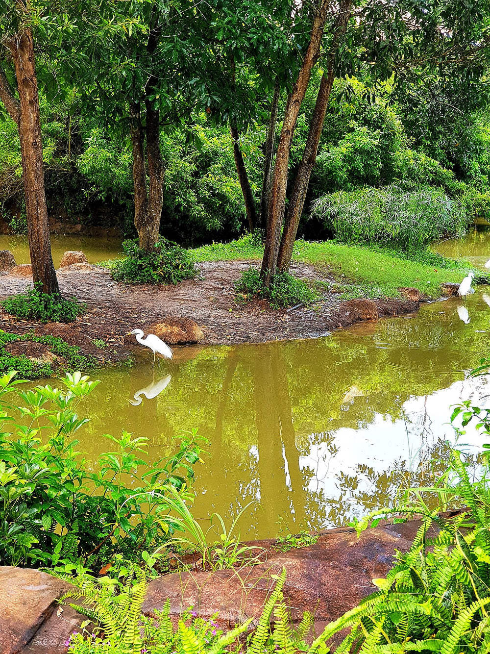 富國島 Vinpearl Safari 野生動物園實景照片：PQ 2022, Công viên hoang dã (động vật, bầy cò) (1)