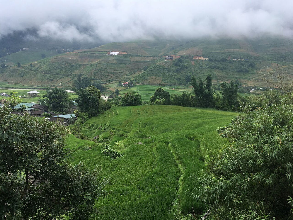 芒花谷梯田實景照片：Mường Hoa Valley 07
