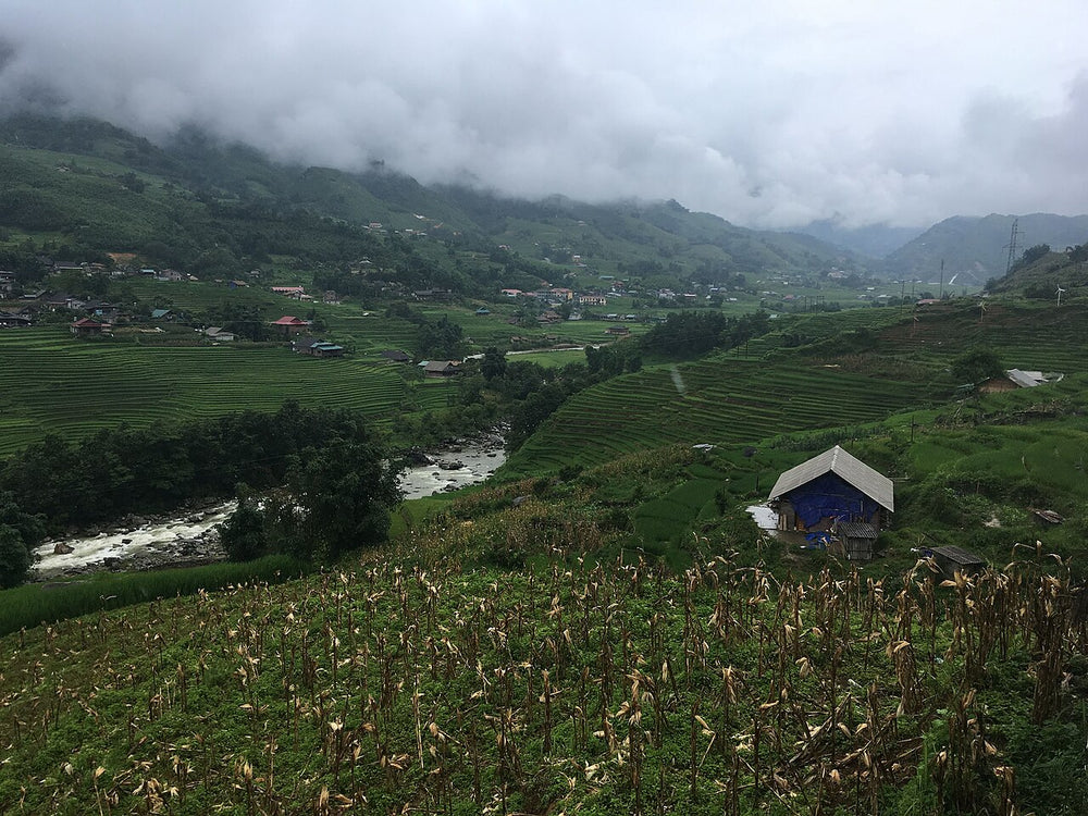 芒花谷梯田實景照片：Mường Hoa Valley 04
