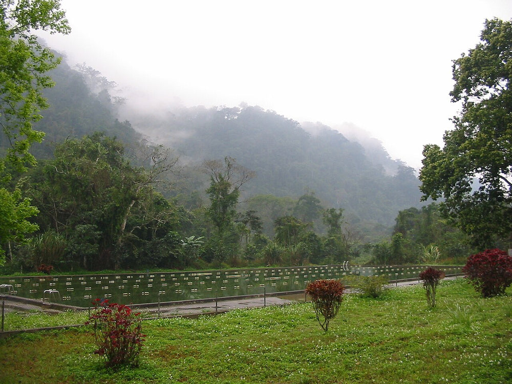 菊芳國家公園實景照片：Cuc.Phuong.National.Park