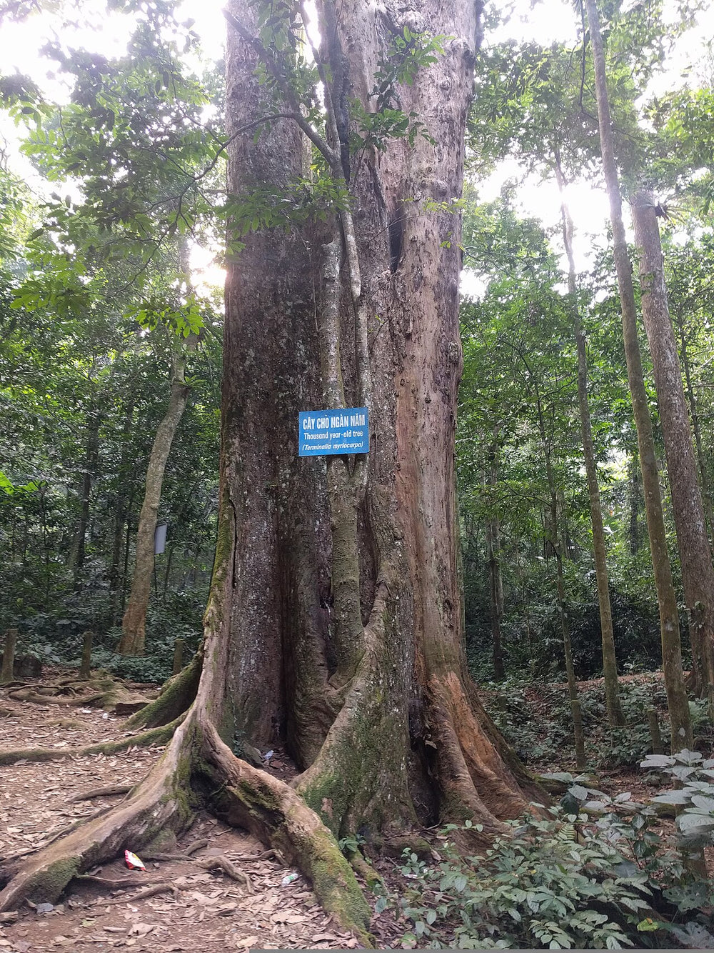 菊芳國家公園實景照片：Thousand year old tree in Cuc Phuong National Park, Vietnam