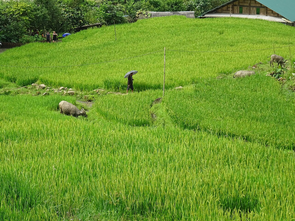 塔灣村實景照片：Buffaloes in Tả Van