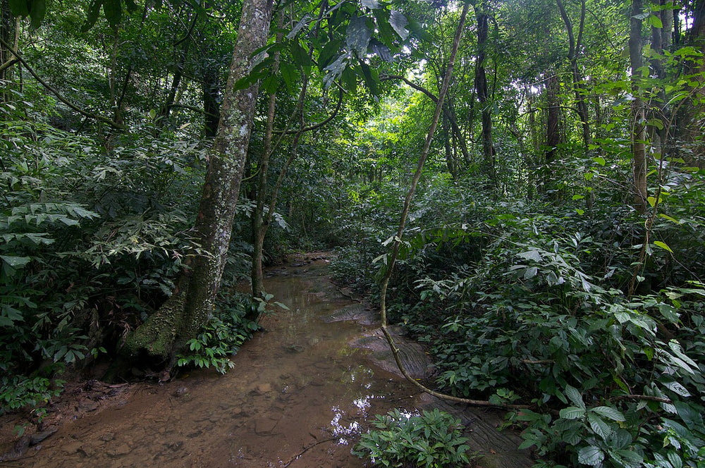菊芳國家公園實景照片：Forest in Cuc Phuong National Park (15706323528)
