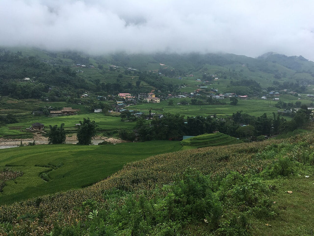 塔灣村實景照片：Rice terraces in Tả Van 02