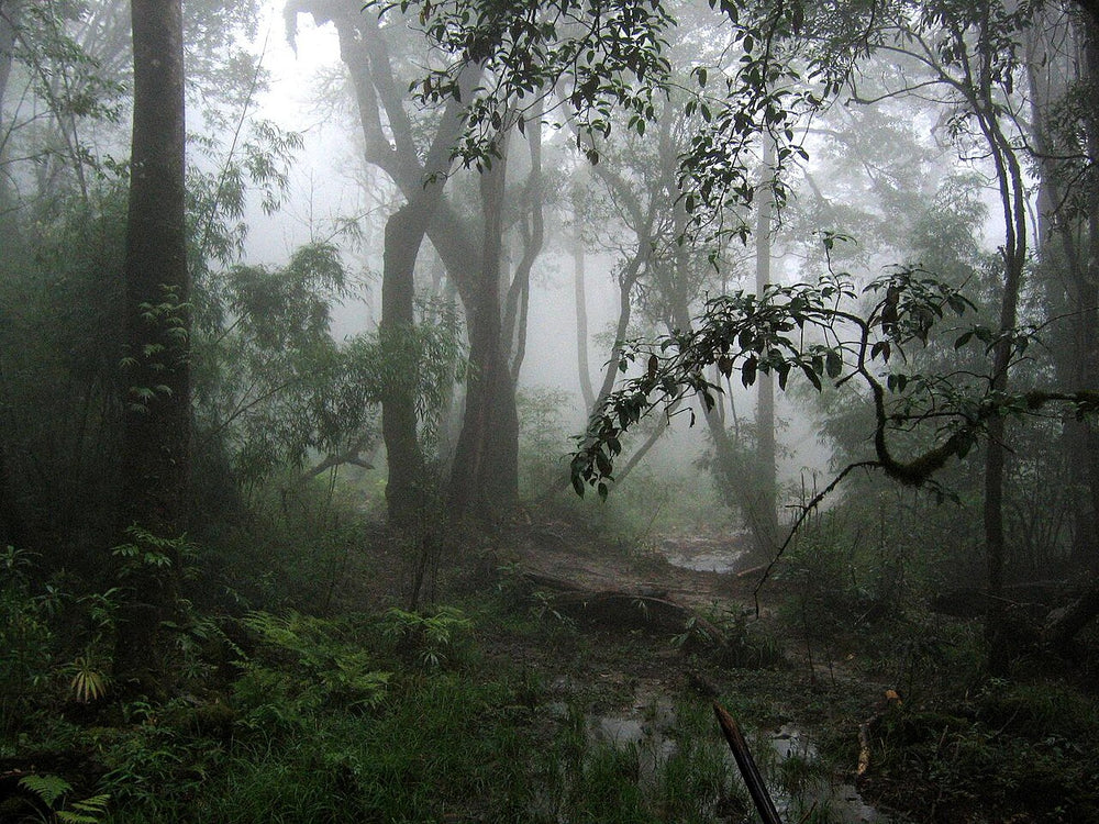 沙壩番西邦峰實景照片：Fan Si Pan-path to