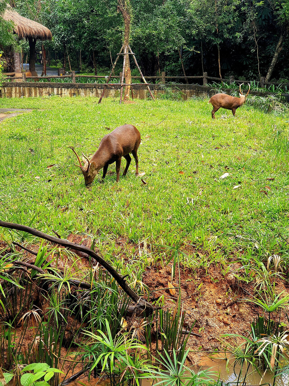 富國島 Vinpearl Safari 野生動物園實景照片：PQ 2022, Công viên hoang dã (động vật, con Hươu vàng) (1)