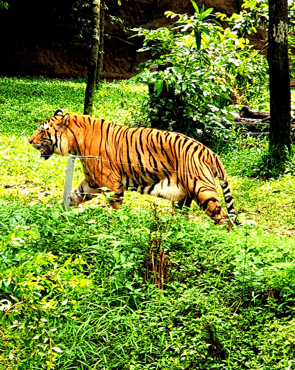 富國島 Vinpearl Safari 野生動物園實景照片：PQ 2022, Công viên hoang dã (động vật, con hổ, bước đi) (1)