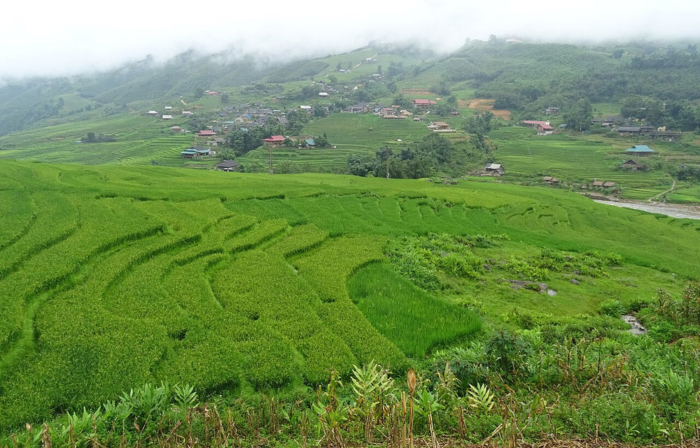 塔灣村實景照片：Rice terraces in Tả Van 01