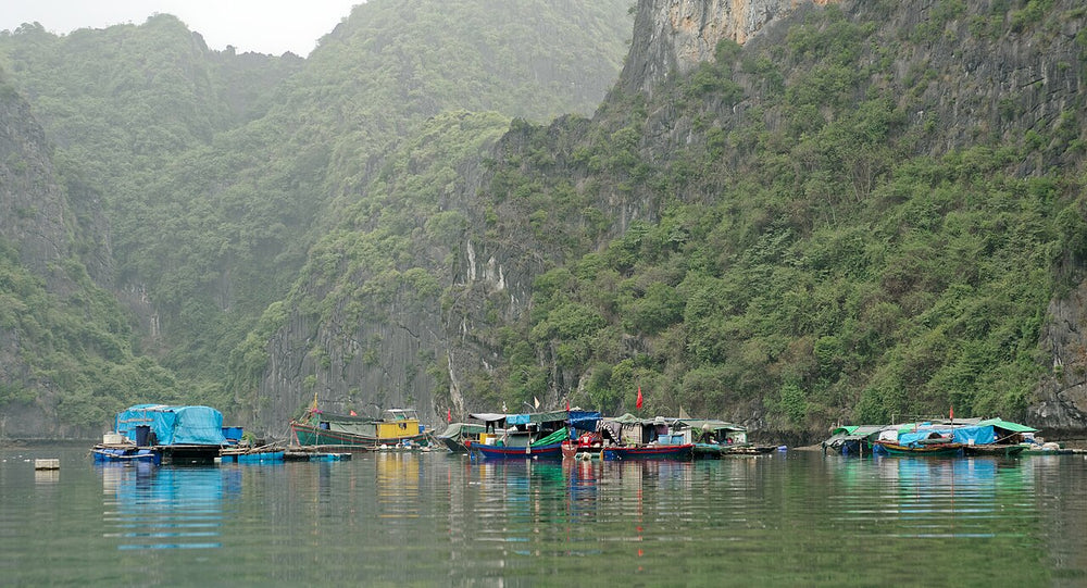 吉婆島實景照片：Cat Ba Island, Vietnam, 20240131 1426 4686