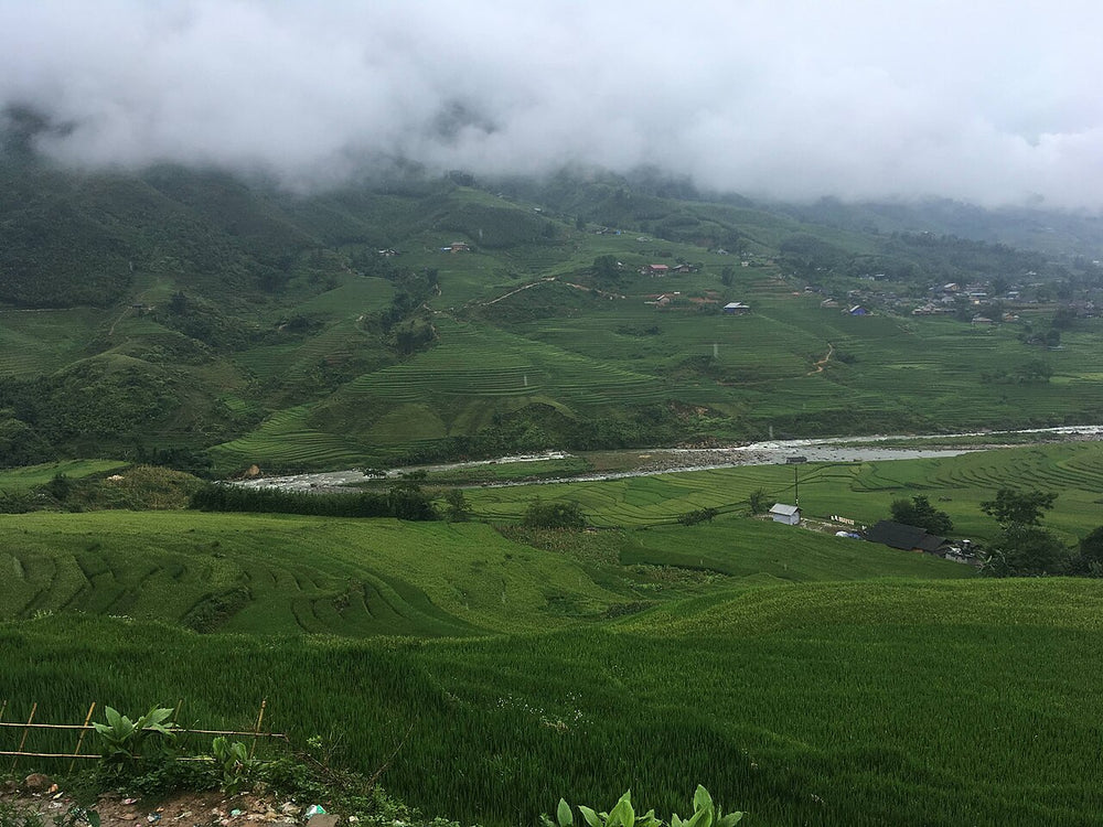 芒花谷梯田實景照片：Mường Hoa Valley 02