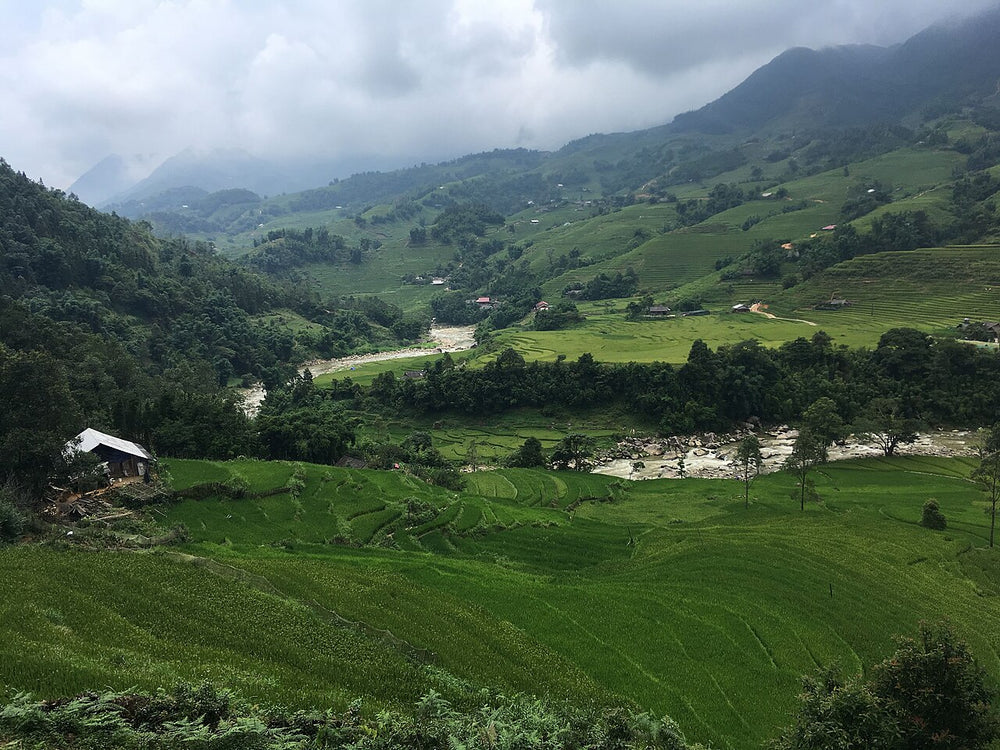 芒花谷梯田實景照片：Mường Hoa Valley 15