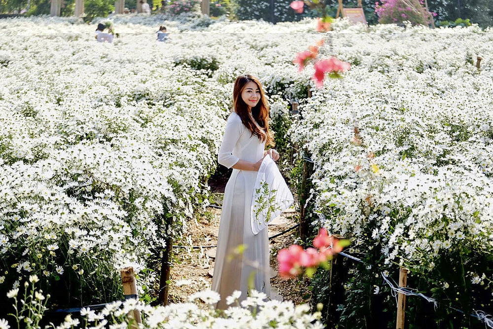 西湖花谷的白色花田